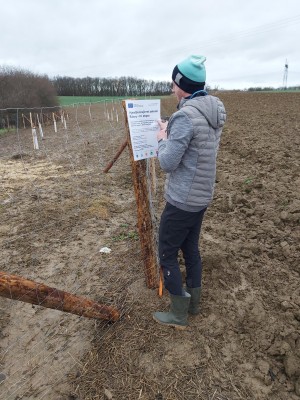Výsadba krajinné zeleně IV.