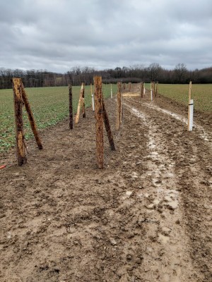 Výsadba krajinné zeleně IV.