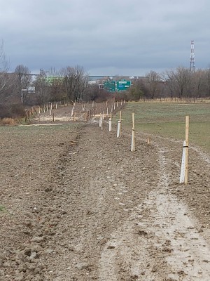 Alej a remíz u Jažlovic