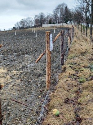 Ovocné dřeviny u Strašína